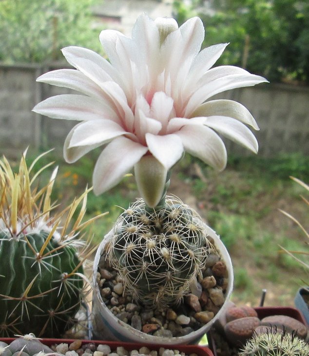 GYMNOCALYCIUM calochlorum  v. proliferum - P 109.jpg