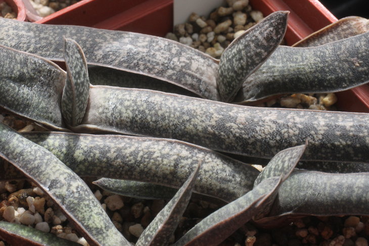 Gasteria batesiana v. dolomitica, Pongolapoort Dam