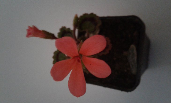 Цей легковпізнаваний культивар пеларгонії (Pelargonium cv. &quot; Dresden Pink &quot; ) ще й досі користується популярністю.