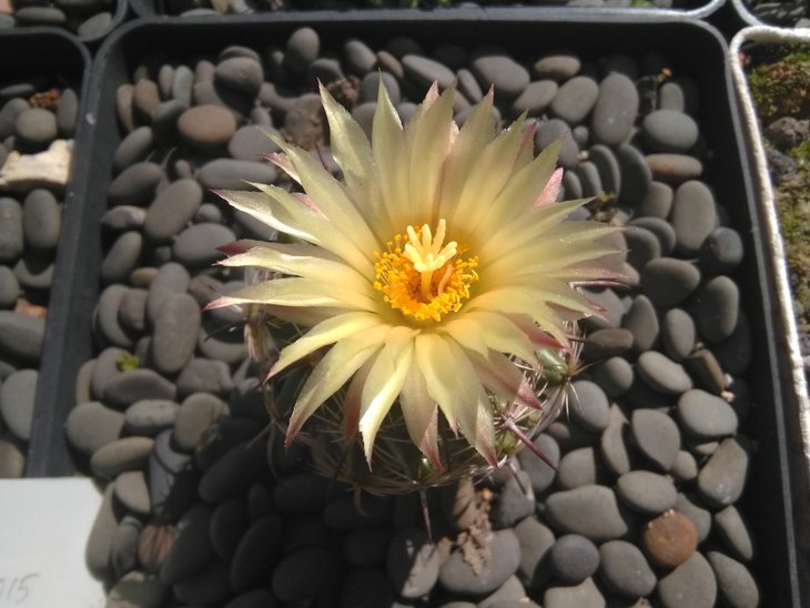 Coryphantha pallida.
