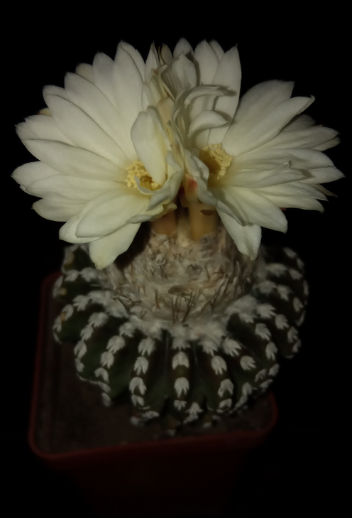 Discocactus horstii