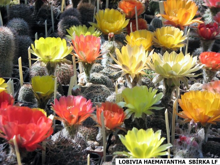 LOBIVIA HAEMATANTHA SBIRKA LF.JPG