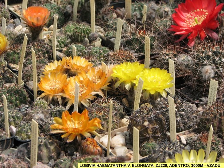 LOBIVIA HAEMATANTHA V. ELONGATA, ZJ229, ADENTRO, 3000M - VZADU.jpg