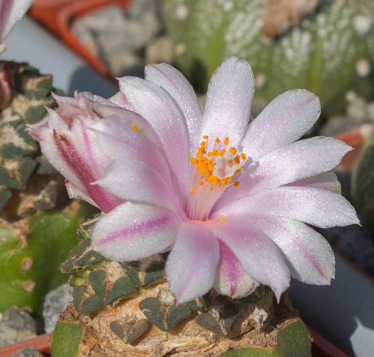 18.5_Ariocarpus kotchoubeyanus.jpg
