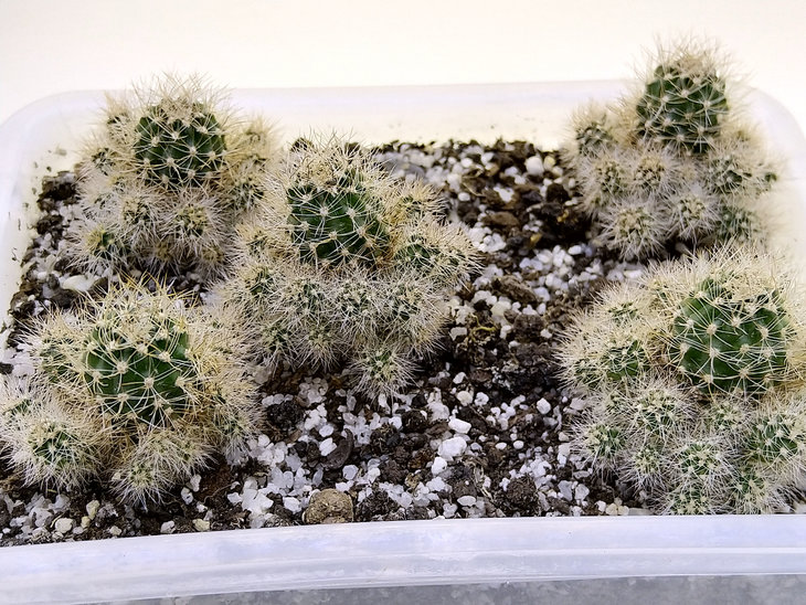 Lobivia schieliana.jpg