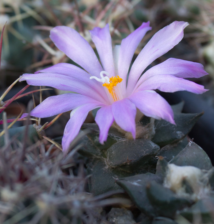 Ariocarpus confusus