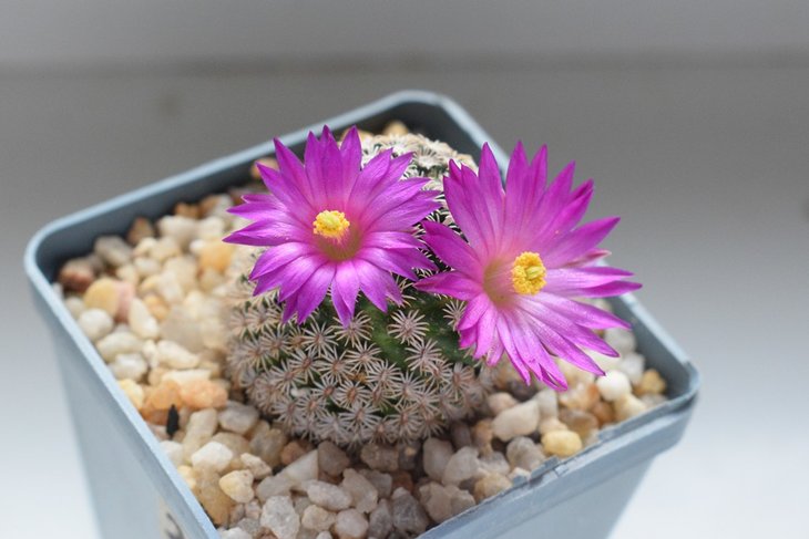 Mammillaria hernandezii.jpg