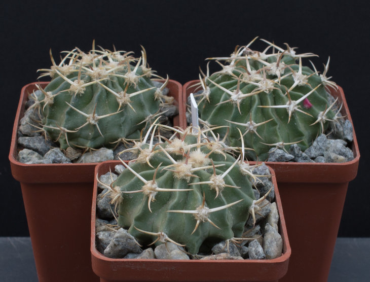 4.18_Homalocephala (Echinocactus) texensis, LAPPIN 3, Culebra Bluffs ,New Mexico, USA