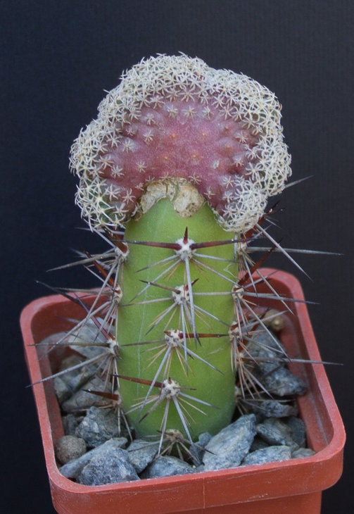 24.13_T.lophophoroides, GM 359, Las Tablas , SLP_посев из семян Petr Kupcak