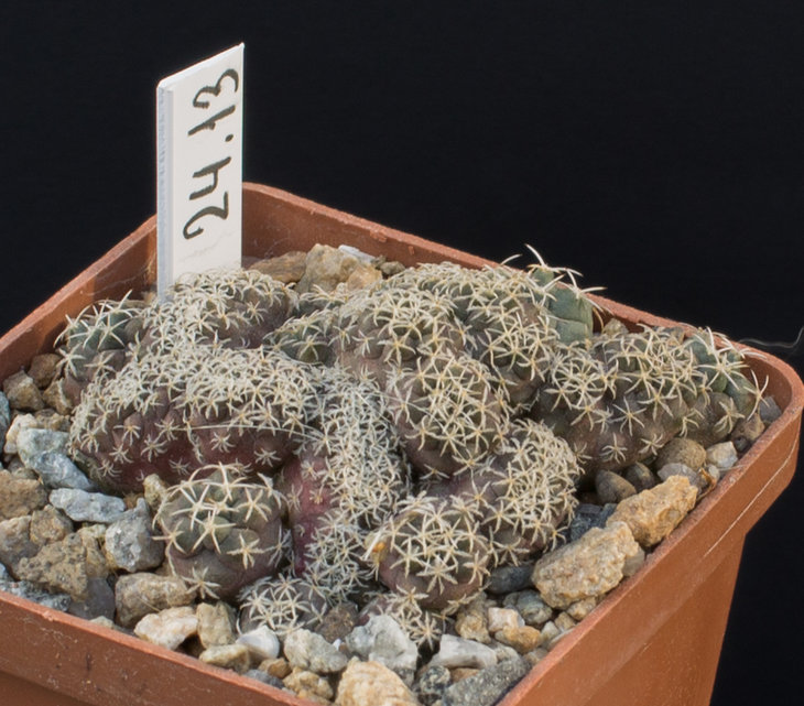 24.13_T.lophophoroides, GM 359, Las Tablas , SLP_посев из семян Petr Kupcak