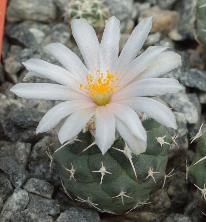 24.13_T.lophophoroides, GM 359, Las Tablas , SLP_2.jpg