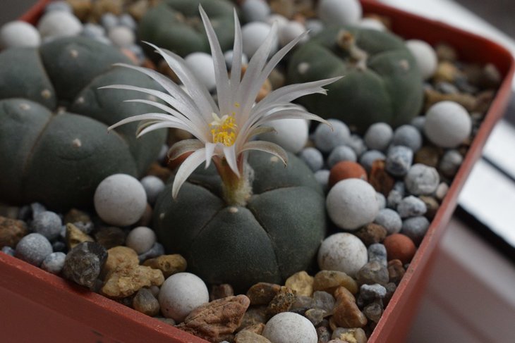 Lophophora viridescens MZ 1199-2.jpg