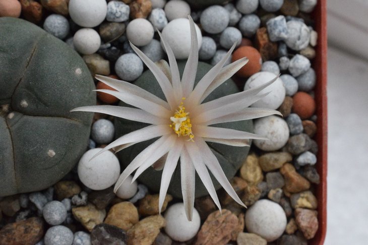 Lophophora viridescens MZ 1199-3.jpg