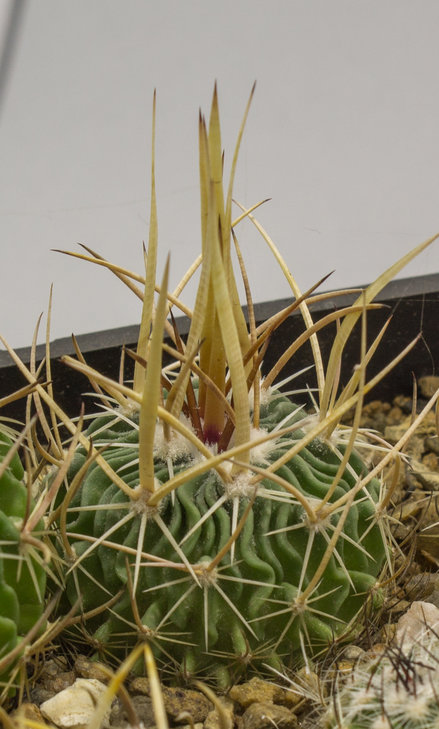 31.9_ECHINOFOSSULOCACTUS lloydii, GM223, Vanegas, SLP_семена Pavlicek