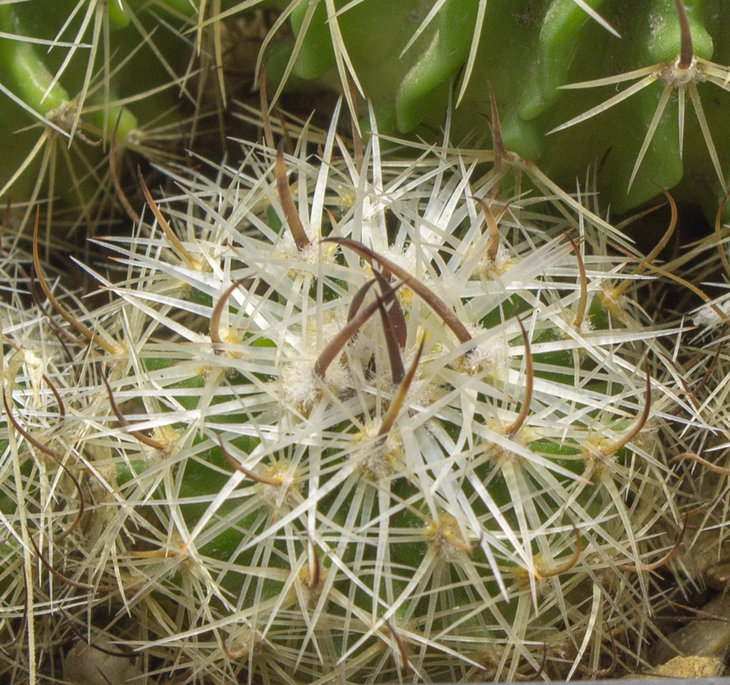 30.20_ECHINOFOSSULOCACTUS zacatecasensis PP 63, Zacatecas, Zac._семена от Pavlicek