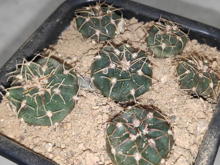 G.intertextum v.knolii