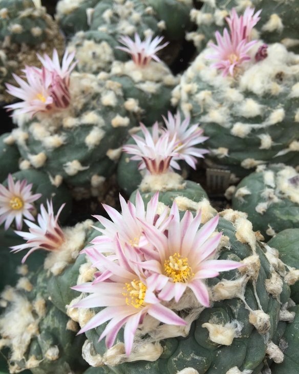 Lophophora koehresii Paloma, SLP