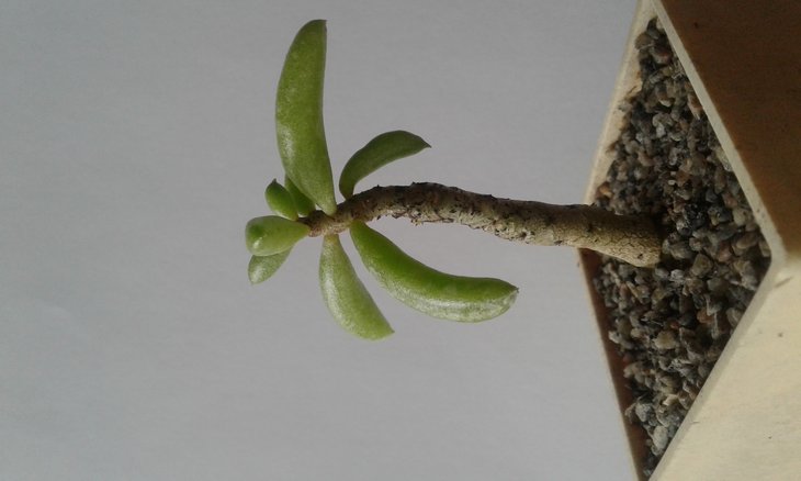 Tylecodon buchholzianus, горщик 5 х 5 см.