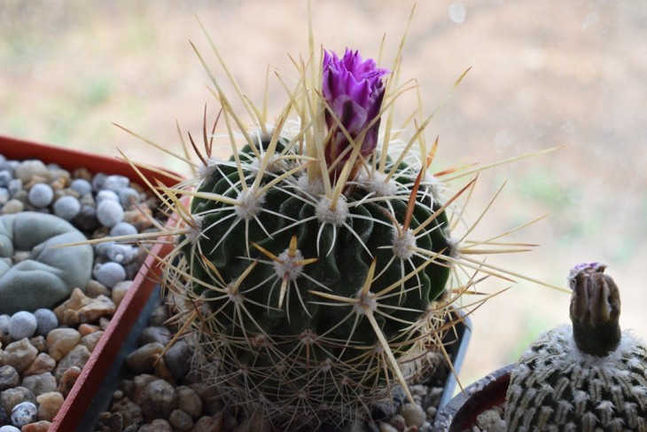 echinofossulocactus sulphureus vm 1001 Vista Hermosa