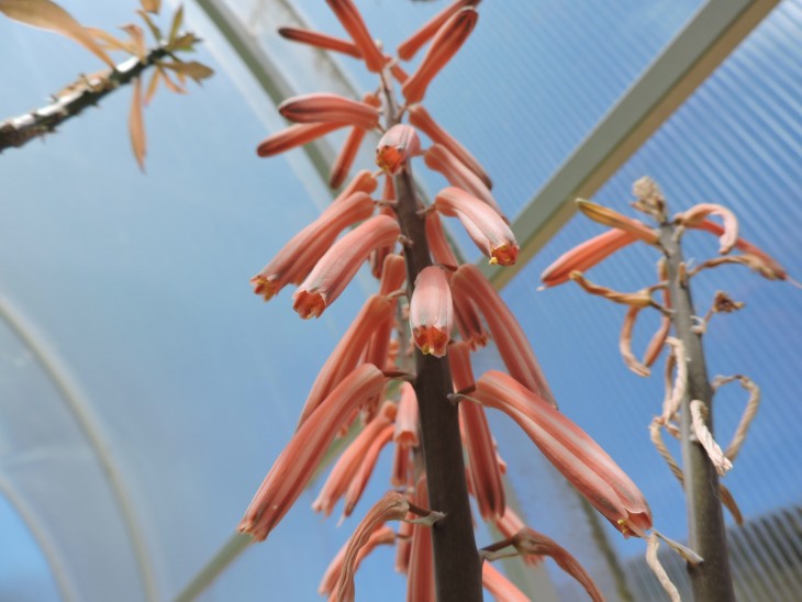 Aloe variegata