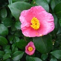 IMG_2141.JPG