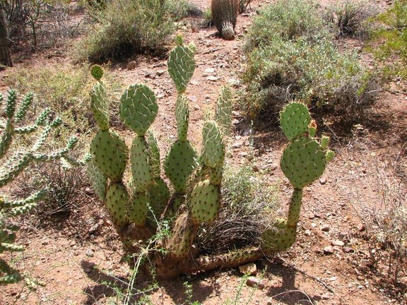 Ботанический сад штата Аризона (США)