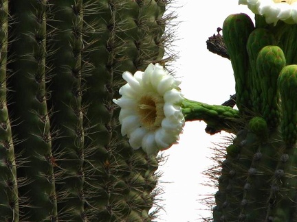 Ботанический сад штата Аризона (США)