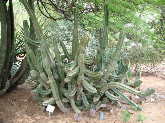 Ботанический сад штата Аризона (США)