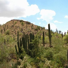 Ботанический сад штата Аризона (США)