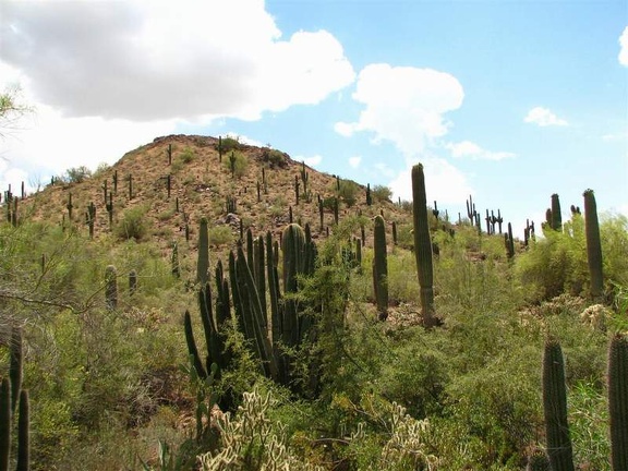 Ботанический сад штата Аризона (США)