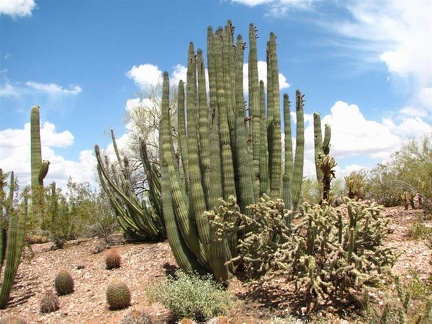 Ботанический сад штата Аризона (США)