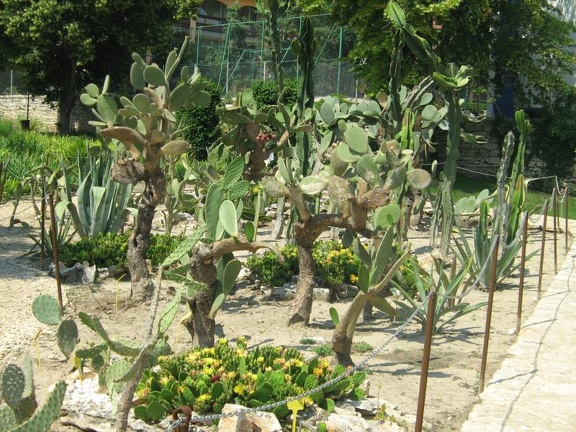 Ботанический сад в Балчике (Болгария) 2008