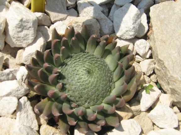 Ботанический сад в Балчике (Болгария) 2008