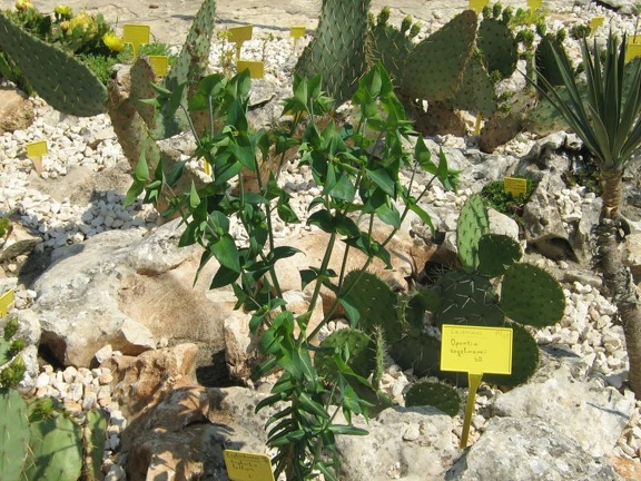 Ботанический сад в Балчике (Болгария) 2008