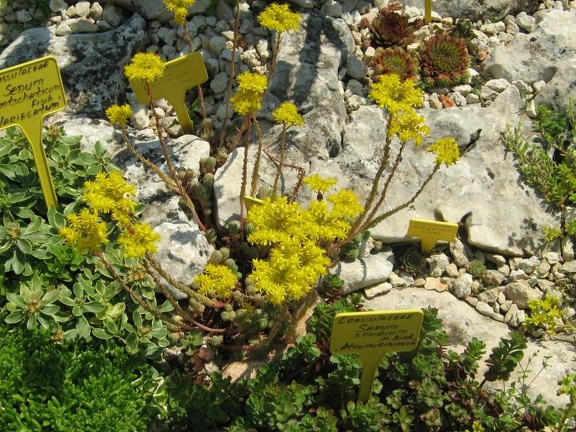 Ботанический сад в Балчике (Болгария) 2008