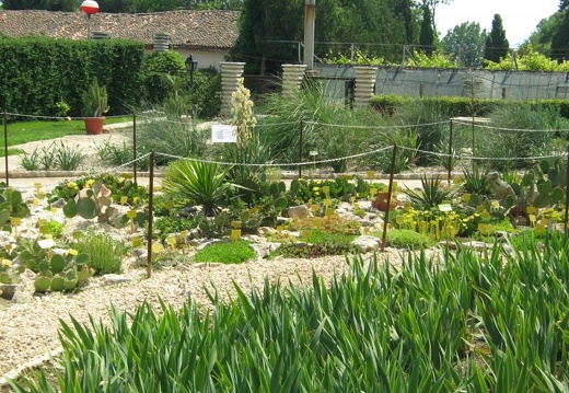 Ботанический сад в Балчике (Болгария) 2008 (2097 відвідувань) Фото Галина Радкова (Варна, Болгария)
Ботанический сад в Балчике (Болгария) 2008