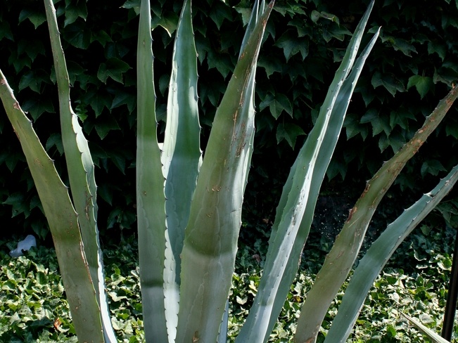 Ботанический сад в Балчике (Болгария) 2013