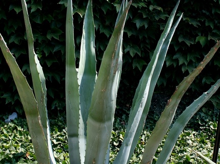 Ботанический сад в Балчике (Болгария) 2013