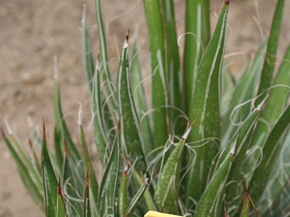 Ботанический сад в Балчике (Болгария) 2013