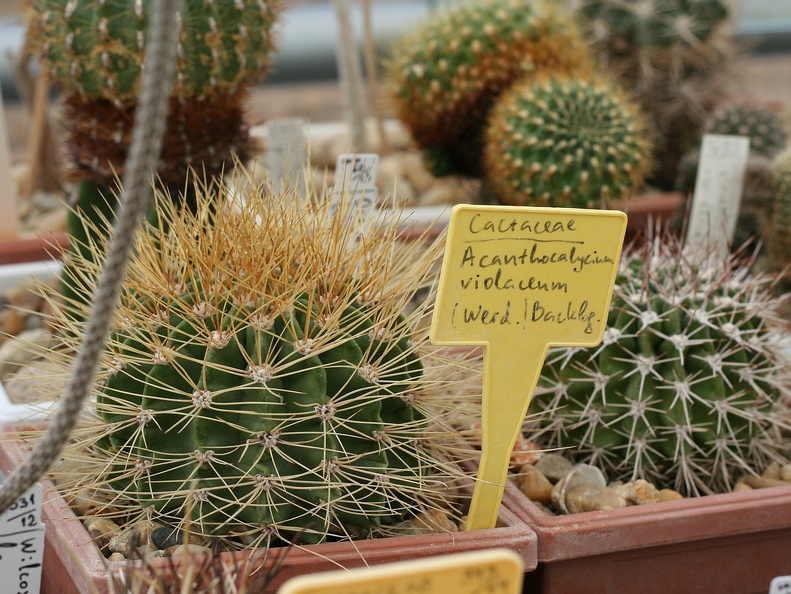 Ботанический сад в Балчике (Болгария) 2013