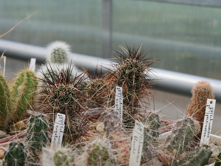 Ботанический сад в Балчике (Болгария) 2013