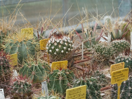 Ботанический сад в Балчике (Болгария) 2013