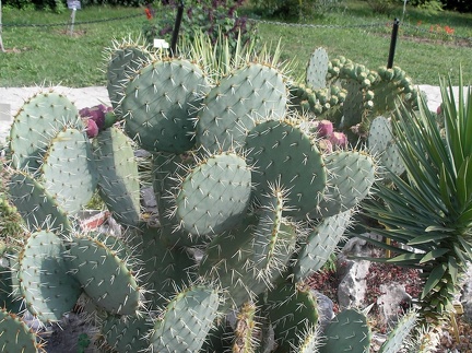 Ботанический сад в Балчике  (Болгария) 2013