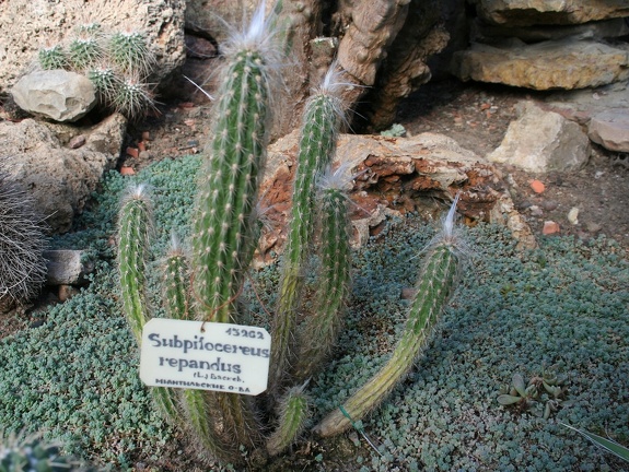 Subpilocereus repandus    - A
