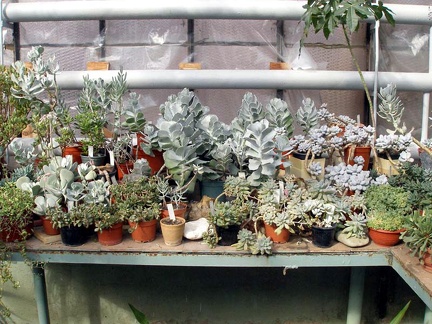 Ботанический сад им. акад. А.В.Фомина Киевского Национального Университета