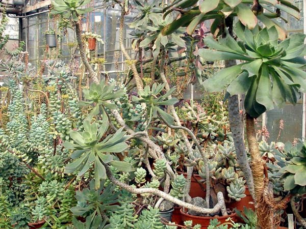 Ботанический сад им. акад. А.В.Фомина Киевского Национального Университета