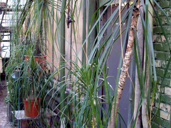 Ботанический сад им. акад. А.В.Фомина Киевского Национального Университета