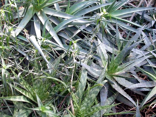 Ботанический сад им. акад. А.В.Фомина Киевского Национального Университета