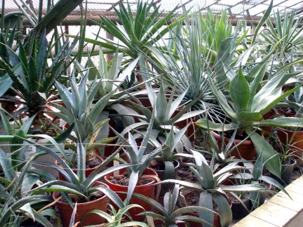 Ботанический сад им. акад. А.В.Фомина Киевского Национального Университета