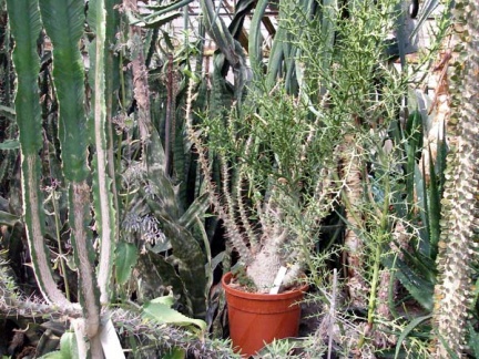 Ботанический сад им. акад. А.В.Фомина Киевского Национального Университета